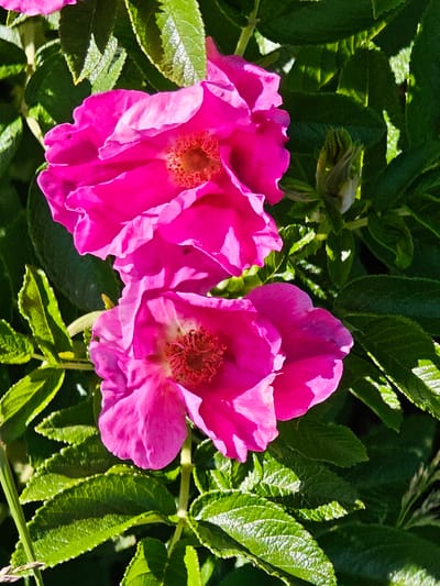 The image shows a close-up of two bright pink flowers with ruffled petals, likely wild roses, set against a backdrop of lush green foliage. The flowers are in bloom, with their centers revealing delicate stamen. Sunlight dapples the leaves, highlighting their texture and veins. A small, green bud is also visible, hinting at future blooms. The setting appears to be a garden or natural environment with dense greenery. The location is stated to be Ковригино, Russia. There are no people or animals depicted in the image.