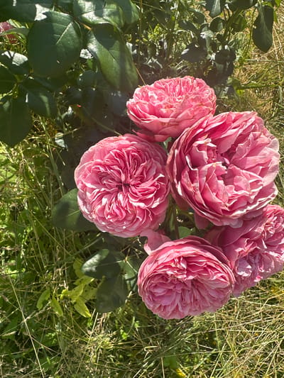 The image shows a close-up, slightly angled view of a cluster of pink roses in a garden. The roses are fully bloomed and have many delicate petals. They are positioned in the lower right quadrant of the image, with some green rose leaves visible around them. The background consists of dry, yellowish-brown grass and some green foliage, indicating a sunny outdoor environment. The lighting suggests it is daytime, with sunlight casting some shadows. There are no people or visible signs of human activity in the image. The scene appears to be a natural or cultivated garden setting. There is no information in the image to suggest a specific location within the city of Борисово, Russia.