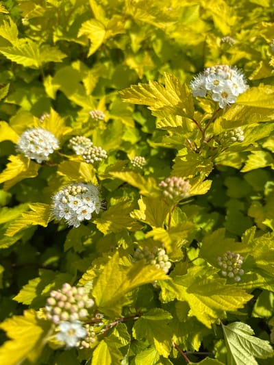 A close-up, brightly lit outdoor shot depicts a flowering shrub with distinctly chartreuse-yellow, three-lobed leaves featuring serrated margins. Multiple clusters of small white flowers are present across the frame, each characterized by five small white petals surrounded by numerous prominent, fine white stamens with tiny yellow anthers, giving them a fluffy texture. Several spherical clusters of unopened pale pink and green buds are also visible, indicating ongoing bloom. The plant's stems are reddish-brown. The background consists of out-of-focus, similarly colored foliage, suggesting a dense planting. The natural light creates strong highlights on the upper surfaces of the leaves and flowers, casting soft shadows below. No people, animals, or man-made objects are depicted. The scene is located in Новоглаголево, Russia.