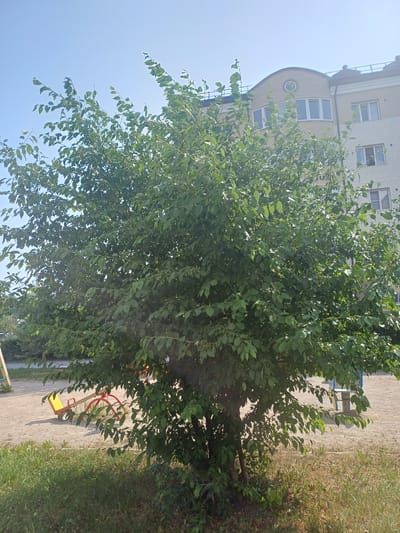 The image shows a tree in front of a residential building. The building is multi-story with light-colored brickwork and visible windows. A round decorative element is visible on the building's facade. To the right of the tree, a portion of a playground is visible, including a red and yellow seesaw. The ground is a mix of gravel and grass. The sky is clear and blue, suggesting daytime with good weather. The overall scene appears to be a residential courtyard or park area.