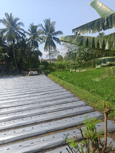 The image displays an agricultural scene in Sindangasih, Indonesia, under a clear blue sky. The foreground features a prepared field with numerous parallel rows of silver-grey plastic mulch, each containing evenly spaced circular openings for planting. To the immediate right, a strip of low-lying green groundcover separates the mulched field from a larger expanse of uniformly green, young crops, possibly rice, which extends into the midground. Partially torn, large green banana leaves are prominently visible in the upper right, extending into the midground. In the midground-left, a rudimentary wooden shelter is situated amidst dense green foliage, with white sacks visible beneath its structure. The background is characterized by several tall coconut palm trees on the left, a dense line of varied tropical trees across the horizon, and distant residential rooftops visible through the vegetation. No individuals or active human interventions are present.