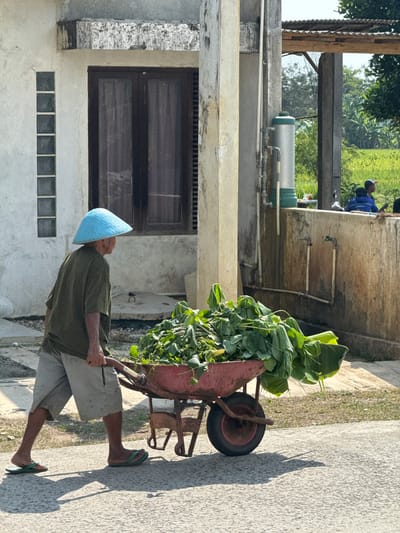 An elderly man wearing a blue conical hat and a green t-shirt pushes a wheelbarrow full of green foliage down a paved path in Tanjungmeru, Indonesia. The man is barefoot and wears grey shorts. The wheelbarrow is red and appears to be made of metal. Behind him, a white building with dark-paned windows stands to the left, and a concrete wall with two water spigots is visible to the right. Beyond the wall, lush green vegetation and trees are present, and two people are seated in the background. The scene is illuminated by bright sunlight, casting shadows on the ground.