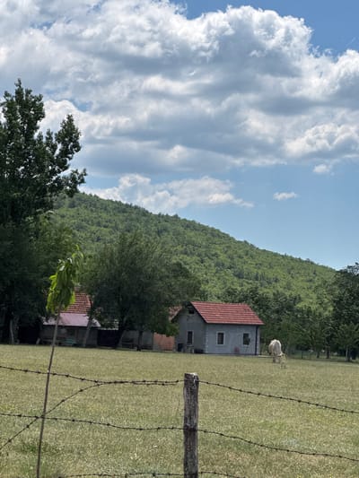 The image depicts a pastoral scene in the vicinity of Nikšić, Montenegro, characterized by a lush green hillside forming the backdrop. In the foreground, a barbed wire fence runs horizontally across the frame, with a wooden post visible on the right. Beyond the fence, a grassy field stretches out, dotted with small yellow wildflowers. A single cow with light-colored fur is grazing in the field. To the left of the cow, a small, concrete building with a red tiled roof stands, featuring two windows and a door. Further to the left, another structure with a red tiled roof and darker walls is partially visible. The middle ground is filled with various trees, and the background is dominated by the densely forested hillside under a sky with scattered white clouds. The lighting suggests it is daytime, likely during fair weather.