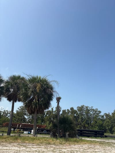 The image depicts an outdoor scene under a clear blue sky, likely in Holmes Beach, Florida, United States of America. In the foreground, a sandy area with dry grass and several wooden posts is visible. A line of palm trees with mature fronds stands in the middle ground, with two larger, fuller trees on the left and a sparser, taller tree to their right. Behind the palm trees, a flatbed trailer loaded with numerous long, rusty pipes is parked. Further back, a dense line of green trees forms a backdrop. To the right of the palm trees, a stack of large, black pipes, some bearing the word "AMERICAN", is piled up, possibly for construction or infrastructure purposes. The environment suggests a tropical or subtropical location with evidence of industrial or construction materials. There are no people visible in the image.