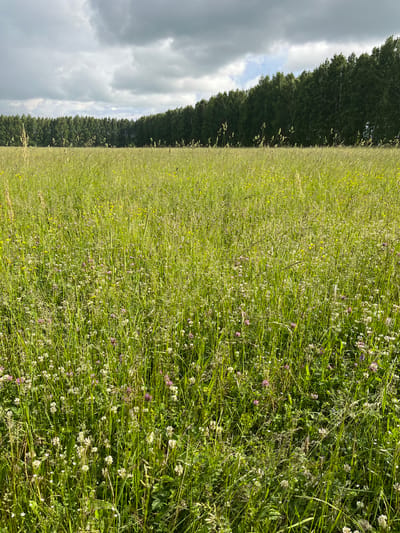 The image depicts a wide, sunlit meadow filled with tall green grass and a variety of wildflowers, including small white and pink clover blossoms. The meadow stretches towards a dense line of trees, likely birches given their pale bark, forming a distinct forest edge. Above the treeline, a dramatic sky with large, dark grey clouds is visible, interspersed with patches of brighter sky. The lighting suggests it is daytime, possibly late afternoon. The scene is located in Большой Гондыр, Russia, and is a natural, rural landscape with no signs of human activity or structures.