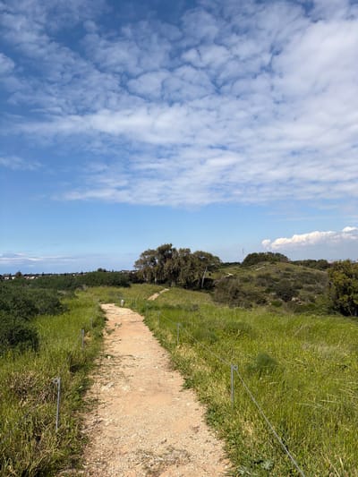 The image presents an outdoor scene located in Kfar Vitkin, Israel, under a bright, partly cloudy sky. A light-brown, unpaved dirt path, approximately 1.5 meters wide, extends from the immediate foreground into the middle distance, veering slightly to the left before disappearing behind a cluster of trees. Along both edges of the path, a low barrier system is installed, consisting of thin, light-colored metal posts with looped tops, through which a single strand of wire is threaded. Approximately 8-10 such posts are visible on each side.
The terrain surrounding the path is characterized by lush green grass and weeds, some displaying small yellow flowers, covering fields that recede into the distance. In the midground, to the left of the path, a dense cluster of tall trees with light-colored bark is prominent. To the right, the landscape rises into low, undulating hills densely covered with scrub and bushes. A single small, light-colored bipedal figure is discernible on the path in the far middle distance, walking away from the viewer towards the distant trees. Its form suggests it is either a small child or a medium-sized dog.
On the far left horizon, faint outlines of distant structures, likely buildings, are visible, beyond which a hazy horizon line suggests a body of water. To the right, atop a distant hill, a tall, slender structure, possibly a communication tower, rises against the sky. The sky itself is a vivid blue, with numerous scattered white cumulus clouds, varying in size and density, predominantly occupying the upper two-thirds of the frame.