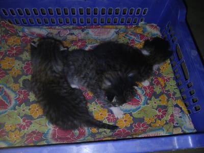 Two tabby kittens are lying on a floral patterned cloth inside a blue plastic basket. The basket is positioned outdoors, with a dark, unpaved ground visible at the bottom of the frame. The image appears to have been taken at night or in low light conditions, indicated by the dark background. The kittens are close together, with one appearing to be sleeping on its side and the other curled up next to it. The cloth has a vibrant pattern of flowers in shades of pink, yellow, green, and blue.