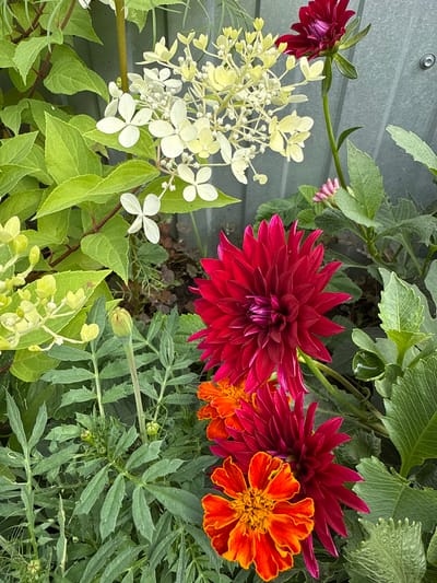 A close-up, eye-level, vertical shot captures a vibrant garden scene with a variety of flowers and foliage. The background consists of a weathered, gray corrugated metal fence, a common feature in urban or suburban settings, possibly indicating a backyard or community garden in Змеиная Горка Кс, Russia.
Dominating the foreground are several striking flowers. Two deep red dahlias, one in full bloom and another slightly more closed, are prominent. The dahlia in full bloom displays intricate, pointed petals radiating from a deep magenta center. Beside these, a bright orange and yellow marigold adds a contrasting splash of color with its ruffled petals.
To the left and upper portion of the image, clusters of delicate white and pale yellow flowers, likely hydrangeas, are visible. Their small, star-shaped petals are arranged in dense panicles, providing a softer texture against the bolder dahlias and marigolds. Lush green leaves, some broad and some finely serrated, form a dense backdrop for the flowers, creating a rich tapestry of textures and shades of green.
The lighting suggests it is daytime, with natural light illuminating the scene and casting subtle shadows. No people or animals are present, and the focus is solely on the botanical elements. The overall impression is one of a flourishing garden, possibly maintained in a private residence or public park within the specified Russian location, reflecting a common horticultural practice for enhancing outdoor spaces.