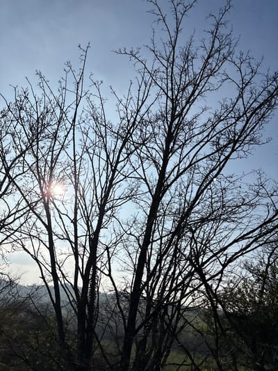 The scene is set in Snailbeach, United Kingdom, depicting a natural outdoor environment. The foreground is dominated by a dense, silhouetted network of bare deciduous tree branches, largely devoid of leaves, indicating either a late autumn, winter, or early spring season. A bright sunburst, emanating from the left-central area, is visible through the gaps in the branches. The sky is clear and light blue, with some diffuse white clouds present in the lower background. Beyond the immediate trees, a rolling landscape of hills, exhibiting patches of green and darker vegetation, extends towards the horizon. No individuals or man-made structures are identifiable. A section of denser, darker foliage is present in the lower right corner, distinct from the bare branches.