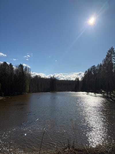 A wide, panoramic photograph captures a serene natural landscape in Мишкино, Russia, under a bright, clear sky. The image, originally rotated, depicts a vast body of water alongside a dense forest.
The upper left portion of the scene is dominated by a brilliant, glaring sun in a vibrant blue sky, creating a strong lens flare. Scattered white cumulus clouds are visible, particularly along the horizon above the distant treeline and also in the lower left of the sky.
A dark body of water, likely a lake or river, occupies the right and lower parts of the frame. Its surface shimmers intensely with countless bright, sparkling reflections from the sun, particularly towards the center. The water exhibits gentle ripples, especially in the foreground. Several bare branches and twigs extend into the water from the right bank, and a few small, dark objects, possibly ducks or floating debris, are visible further out on the water.
A dense, dark forest lines the far bank of the water, stretching horizontally across the middle of the image. The trees are tall, appearing mostly evergreen with some bare deciduous trees interspersed, silhouetted against the bright sky and distant clouds.
The scene conveys a peaceful outdoor setting on a sunny day, likely during late morning or early afternoon given the sun's position and intensity. There is no explicit human activity visible, and no text is present in the media file.
