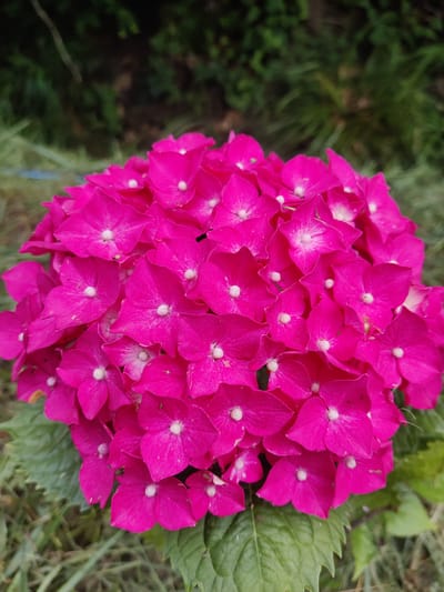 The image is a close-up, vertical shot of a vibrant pink hydrangea flower cluster. The flower is the primary subject, filling most of the frame. The petals are a rich, saturated pink, with lighter white centers. Some petals show slight imperfections, like small specks or creases. The flower is surrounded by green hydrangea leaves, some of which are slightly out of focus. The background consists of blurred green foliage and what appears to be dry grass or ground cover.
The image does not contain any information that would allow for the determination of its location in the city of Nefteyugansk, Russia.