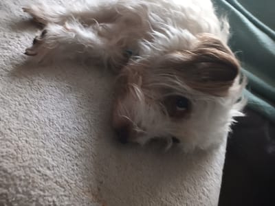 One domestic dog is depicted lying on a light beige, textured, carpet-like surface in Libramont, Belgium. The dog is small, with shaggy white fur and prominent light brown markings on its right ear and around its muzzle. Its left eye, dark in color, is open and directed towards the viewer. A thin, light blue collar is visible around its neck. The dog's body is partially visible, extending towards the upper left portion of the frame, with its paws extended. A dark green, blurred textile or object is present in the background to the right of the dog's head. The dog is in a state of rest.