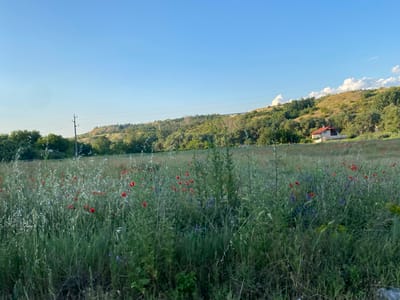 The image depicts a rural landscape in Balgarchevo, Bulgaria, under a clear, bright blue sky with sparse white cumulus clouds appearing on the right side of the frame. The scene is dominated by a expansive field in the foreground and midground, which is densely populated with tall, green and silver-hued grasses and various wild plants. Numerous red poppy flowers are distributed throughout this field, particularly concentrated in the lower half of the image, interspersed with smaller clusters of purple wildflowers.

In the background, a series of gently rolling hills rise, covered in a mix of green deciduous trees and sections of dry, yellowish-brown grass. A single-story house with a prominent red-tiled roof and white walls is situated on the slope of the rightmost hill, partially obscured by trees. Extending across the midground and lower background are multiple utility poles and associated power lines. No individuals or animals are visible within the frame. The lighting suggests a bright, sunny day, likely during late morning or early afternoon, with clear visibility of the landscape features.