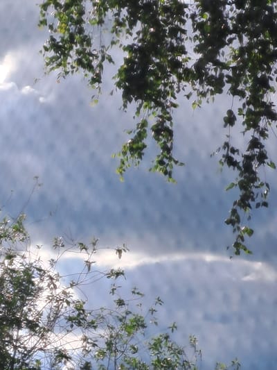 The image displays an upward view through tree branches and foliage against a bright blue sky with clouds, set in Полянки, Russia. Dense green leaves and dark branches frame the sky from the top-left and bottom-left, while sparser branches with smaller leaf clusters and visible twigs enter from the bottom-right.
The sky is a vibrant blue, partially covered by wispy, scattered white clouds. A distinct, long, and bright white cloud, possibly a contrail or a thin cirrus cloud, stretches vertically across the center-right side of the frame. Sunlight filters through the leaves, creating natural highlights on some of the foliage, indicating that the photo was taken during the daytime, likely midday or early afternoon. The scene conveys a sense of peaceful nature. There are no people, explicit activities, or visible text present.