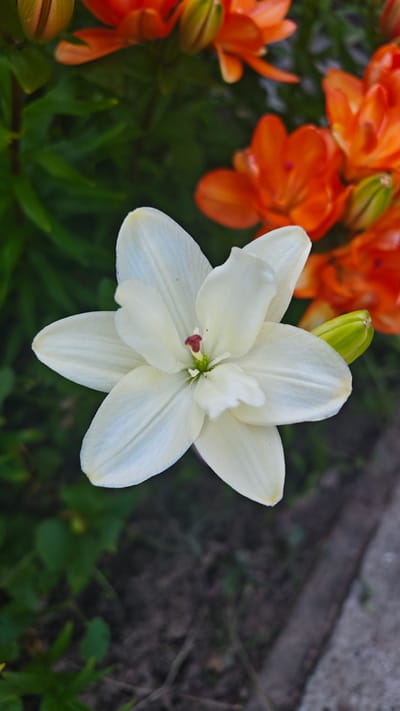 A close-up, high-angle shot focuses on a single white lily in full bloom. The lily's petals are a creamy white, with delicate lines running through them. At its center, a small, deep red pistil stands out. To the right of the white lily, a green bud is partially visible. In the background, out of focus, are several bright orange lilies and lush green foliage. The ground beneath the flowers is a mix of dark soil and some dry grass. A concrete path or border runs along the lower right edge of the frame. The lighting suggests it is daytime, likely a sunny day given the vibrant colors of the flowers. The overall mood is serene and natural. The image appears to be taken in a garden or park setting. No text is visible in the image.