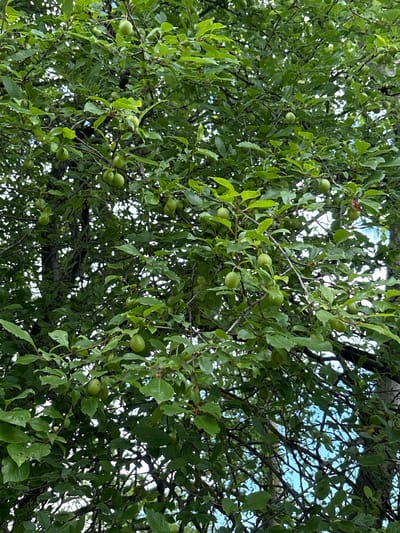 This image shows a close-up view of a tree with abundant green fruit, likely plums, hanging from its branches. The foliage is dense and a vibrant green, with some of the fruit partially obscured by leaves. The branches are dark and gnarled, creating a complex pattern against the sky, which is visible in small patches through the canopy. There are no people or animals visible in the frame. The setting appears to be outdoors, likely in a natural or semi-natural environment within the city of Navdaraantkari, Georgia. The lighting suggests it is daytime.