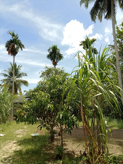 The image shows a sunny outdoor scene in Blangkarieng, Indonesia, with lush vegetation. In the foreground, there is a small mango tree, alongside stalks of sugarcane. Palm trees of varying heights are scattered throughout the image. The sky is blue with scattered white clouds. The ground is covered in grass and dirt. There is a white object on the ground near the mango tree.