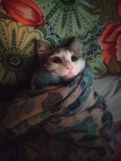 A domestic cat is depicted in a close-up, chest-up view, wrapped in a plush, patterned blanket. The cat features white fur on its face, nose, chin, and chest, with brown or tabby markings visible on its forehead, ears, and possibly other areas. Its eyes are wide and dark, pupils dilated, and its nose is pink. The cat's ears are erect. The blanket, which envelops the cat from the neck down, exhibits a soft, fuzzy texture and a camouflage-like pattern in shades of blue, brown, and beige. The background consists of a fabric surface, likely bedding, with a detailed floral and paisley pattern featuring prominent green, orange, and red elements. The lighting is subdued, creating shadows and highlighting the cat's face. No other individuals or objects are visible. The specific location within Harasta, Syria, cannot be determined from the visual information provided.