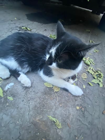 A black and white cat is lying on the ground, which appears to be a dirt or gravel path with some dry leaves scattered on it. The cat is in focus and looking to the right of the frame. The background is out of focus and appears to be the underside of a vehicle. There is a small white feather near the cat's front left paw. The scene is outdoors. The location is Antratsyt, Ukraine.