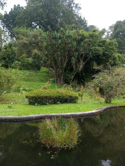 A serene scene features a still pond reflecting surrounding greenery. A tuft of tall grass grows in the water, creating a focal point. The pond is bordered by a stone edge and lush, manicured lawn. A neatly trimmed hedge sits atop the bank. Beyond, a gentle, grassy slope ascends towards a dense collection of trees, suggesting a tranquil and well-maintained garden or park setting.
