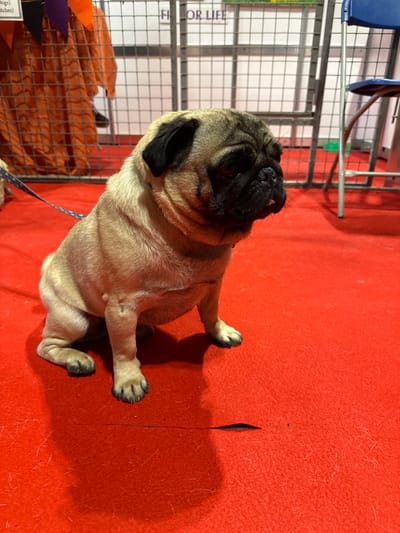 This image depicts a fawn Pug dog sitting on a bright red carpet, secured by a patterned leash extending to the left out of frame. The dog faces right with its head slightly turned, exhibiting a dark muzzle, black ears, and a visible portion of its tongue protruding. A prominent shadow of the dog is cast on the red carpet, which features a horizontal seam or cut mark in the foreground. In the background, metal grid exhibition barriers are visible. Above these barriers, a white banner with black text reading "FI FOR LIFE" is partially discernible. To the left behind the barriers, an orange fabric curtain or backdrop is present, adorned with small purple and orange triangular flags. To the right, a blue chair with a metal frame is partially visible. The scene is located in an indoor setting, likely an exhibition hall within the Metropolitan Borough of Solihull, United Kingdom. A small portion of another dog is visible to the far left.