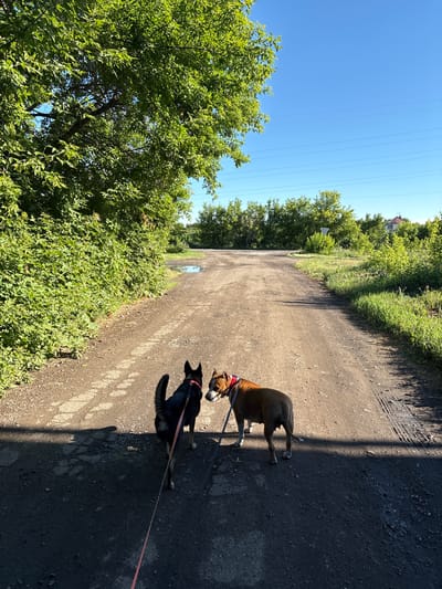 Two dogs, one black and one brown, stand facing each other on a dirt road on a sunny day. The black dog is on the left, wearing a red collar and leash. The brown dog is on the right, wearing a red and white bandana and a leash. The road is surrounded by greenery, with trees and bushes on either side. In the distance, there is a small house and power lines crossing the clear blue sky. This scene is likely located in or near the city of Luzino, Russia.
