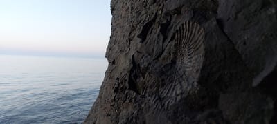 The image shows a close-up of a fossilized ammonite embedded in dark rock, likely on a cliff face. The fossil is spiral-shaped with prominent ribbed patterns. To the left of the rock, a body of water, possibly the sea, stretches to the horizon, meeting a pale sky that fades from light blue to white. The water is calm with subtle ripples. The scene appears to be set in a natural coastal environment. The location in Aleksandrovsk-Sakhalinskiy, Russia, is known for its Paleogene-Neogene fossil deposits, including ammonites, making this scene consistent with the region's geological characteristics. No people or specific actions are depicted.
