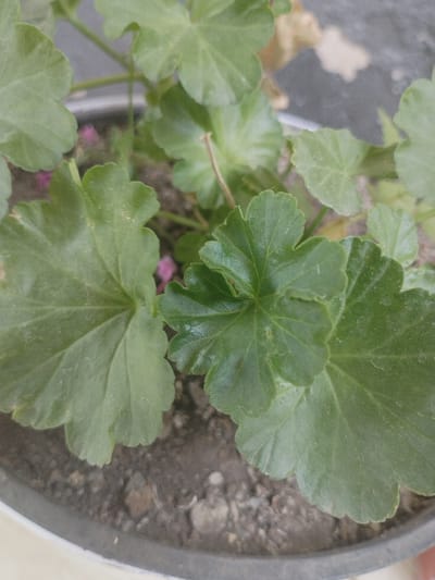 The image shows a close-up view of green geranium leaves in a pot filled with soil. The leaves are broad with lobed edges and appear healthy, with some dust or pollen visible on their surfaces. The pot is partially visible in the foreground, with a gray rim. The background is blurred, showing the soil and some out-of-focus vegetation and a light-colored surface. There are no people or discernible actions taking place. The location is not specified within the image itself, and therefore, the location in the city of Чагыр, Kyrgyzstan, cannot be confirmed.
