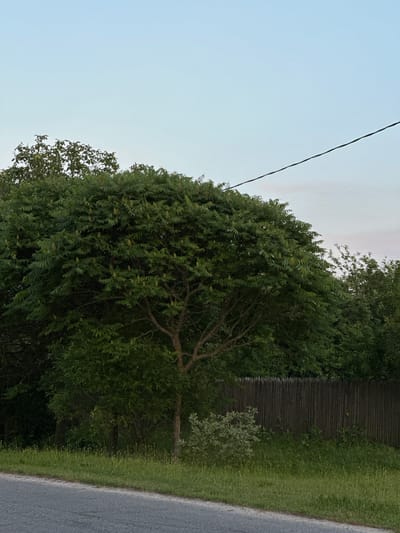 The image depicts an outdoor scene with a rural or suburban aesthetic, likely in Буркоўскі сельскі Савет, Belarus, given the context. The foreground features a gray asphalt road with a white line marking its edge, bordered by a strip of green grass with some sparse weeds and wildflowers. A wooden fence, constructed of vertical planks, runs horizontally across the middle ground, separating the road and grassy area from a dense collection of trees and vegetation. The dominant feature in the mid-ground is a large, leafy tree with compound leaves and several small, cone-shaped seed heads. Behind this tree, and to its left and right, are more trees and foliage, creating a green wall of vegetation. The sky above is a pale blue, with a thin, dark power line stretching diagonally from the upper left to the upper right quadrant of the frame. The lighting suggests it is either early morning or late evening, with soft, diffused light. There are no people or animals visible in the image.