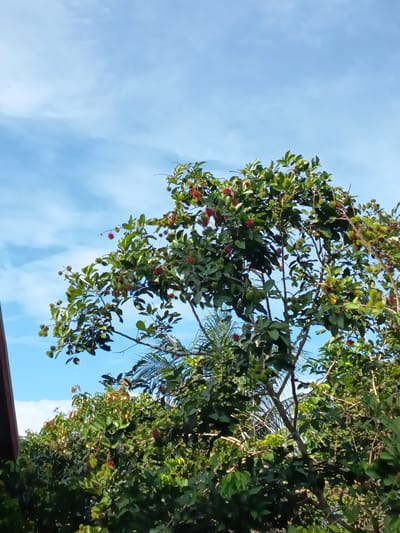 In Rayeukmatang, Indonesia, a rambutan tree laden with fruit stands against a backdrop of a bright blue sky with scattered white clouds. The tree's branches are full of green leaves, and numerous rambutan fruits, in various stages of ripeness, are visible. Some fruits are a vibrant red, while others are still green. The photograph captures the abundance of the harvest, with the tropical foliage and fruit-laden branches dominating the frame. In the lower part of the image, other trees and lush green vegetation are present, suggesting a natural, perhaps rural or suburban, setting. A sliver of a dark-colored roof is visible on the far left, hinting at a nearby structure. The lighting suggests it is daytime, with the sun illuminating the scene.