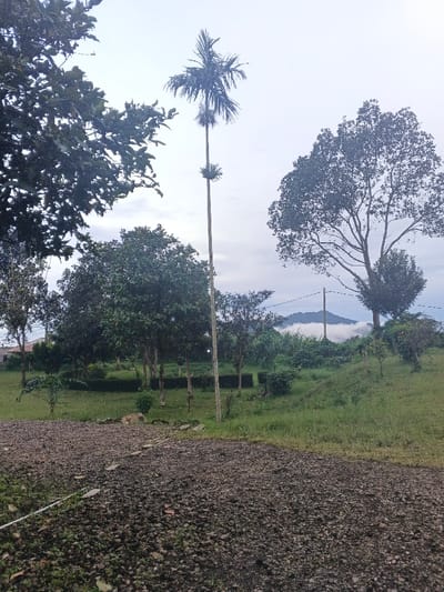 A gravel path leads into a green landscape dotted with trees under an overcast sky. A tall palm tree with sporadic foliage stands prominently. In the background, a mountain peak is partially obscured by low-lying clouds. The scene evokes a sense of tranquility and natural beauty, slightly muted by the subdued lighting.