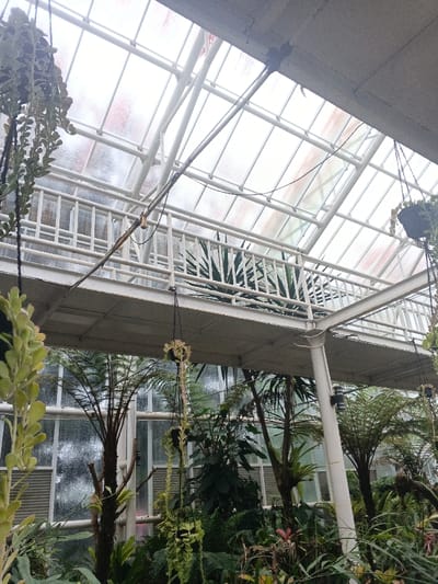 The scene depicts the interior of a large greenhouse or conservatory located in Munyati, Zimbabwe. Overhead, a sloped, translucent panel roof is supported by white metal trusses and beams, showing visible condensation or moisture on its interior surfaces. Beneath the roof, a white metal-framed elevated walkway with a balustrade traverses the space, supported by vertical columns. A metal conduit with a brass-colored fitting is affixed diagonally above the walkway on the left. The lower and mid-levels are densely populated with lush, diverse tropical and subtropical vegetation, including tall, tree-like ferns and palm-like plants with thick trunks. Numerous hanging planters with trailing green foliage are suspended from overhead structures and the underside of the walkway. Ground-level areas feature various ferns and broad-leafed plants. A white vertical support column is visible on the right, bearing a black wall-mounted fixture. No individuals are present in the image.