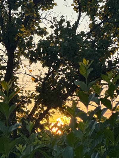 The image depicts a sunset viewed through the foliage of trees in Topolchane, Bulgaria. The foreground is dominated by dark green leaves of a plant or shrub, partially obscuring the view of the trees behind. The middle ground features the branches and leaves of trees, some dark and silhouetted, others catching the warm, golden light of the setting sun. A few yellow leaves are visible on some branches. The sky behind the trees is a gradient of soft orange and yellow hues, characteristic of a sunset. The overall impression is one of natural beauty during dusk. There are no people or animals visible in the image. The scene appears to be an outdoor natural environment, likely a park or backyard given the context of a city.