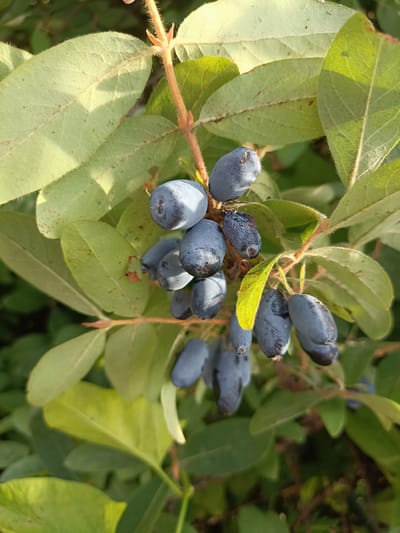 A cluster of dark blue, oblong berries hangs from a woody stem with green leaves. The berries are slightly elongated and have a powdery bloom. Some of the leaves are broad and oval-shaped, with visible veins and a slightly fuzzy texture. The scene is set outdoors, with a soft, natural light illuminating the foliage. The background consists of further green leaves and branches, suggesting a dense plant growth. The image appears to be taken in Brodokalmak, Russia, likely in a natural or garden setting. There are no people or animals visible.