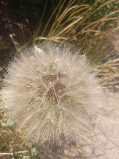 The image displays a close-up, top-down view of a large, fluffy seed head, likely from a dandelion or a similar plant. The seed head is predominantly white and beige, with delicate, feathery structures radiating outwards from a central core. The central core appears brownish and textured, with the individual seeds attached to fine stalks. The background is blurred and consists of dry, straw-colored grasses and some muted green foliage, suggesting an outdoor, natural setting. The lighting suggests it is daytime, possibly with sunlight highlighting the fluffy seeds. There are no people or man-made structures visible in the image. The image appears to have been taken in Buzke, Ukraine, based on the provided context, however, this cannot be visually confirmed from the image itself.