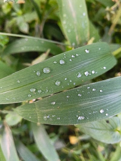 Two vibrant green grass blades dominate the frame, adorned with glistening water droplets. The droplets vary in size, clinging to the leaves' surfaces. These leaves showcase prominent longitudinal veins, adding texture. Blurred greenery forms a soft background, creating a natural and serene scene. The composition highlights the beauty of nature's details after a rainfall or dew.