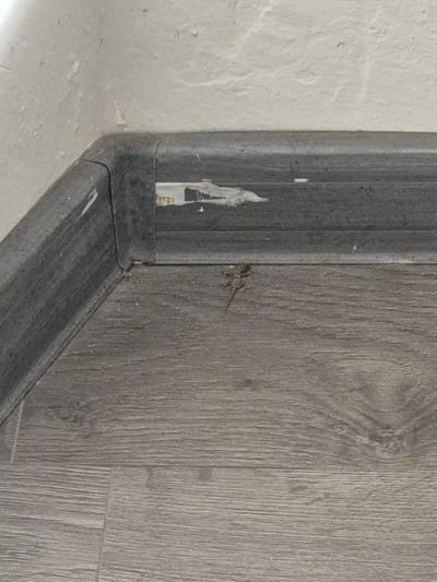 The image depicts an indoor scene in a building located in the city of Mechkarevo, Bulgaria. A small, light brown lizard, approximately 5-7 cm in length, is situated on a light gray wood-effect laminate floor. The lizard is positioned parallel to and a few centimeters away from a dark gray skirting board that runs along the base of a light-colored, textured wall. The skirting board exhibits some peeling paper residue or adhesive near its upper edge. The corner where two walls meet, joined by the skirting board, is visible on the left side of the frame. No individuals are present.
