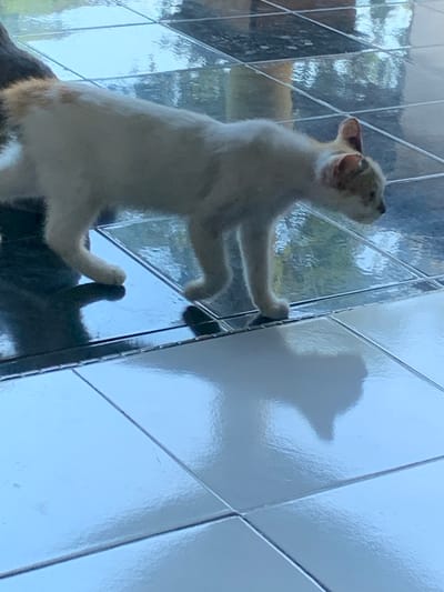 A calico cat with white, orange, and gray markings walks across a tiled floor. The tiles appear to be black and white, and the floor is reflective, showing the cat's shadow. The cat is in profile, facing to the right, and its body is slightly lowered as if it is stalking or observing something. Its ears are perked up, and its tail is not fully visible in the frame. The background is out of focus but appears to be a reflection of an outdoor environment with greenery. The scene is taking place indoors or on a covered patio with a polished tile surface. There is no indication of the city of Jajag, Indonesia.