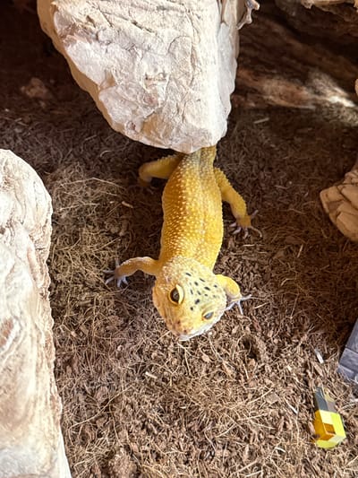 This image, taken in the city of Orsay, France, depicts a bright yellow leopard gecko (Eublepharis macularius) situated within an enclosure. The gecko's head, facing forward and slightly upward towards the viewer, reveals yellow eyes with vertical pupils and small black spots across its head and upper back. Its skin exhibits a textured, bumpy surface. The gecko is partially obscured by a large, light-colored rock positioned in the upper center of the frame, under which its body extends. The substrate of the enclosure consists of a dark brown, fibrous material, likely coconut coir, mixed with smaller wood fragments. Another light-colored rock is visible on the lower left. In the lower right corner, a small, multi-faceted object with yellow, brown, and black sections is present on the substrate, alongside a partially visible dark gray object. The scene is evenly lit from above, casting subtle shadows within the enclosure.