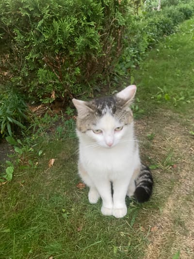 A calico cat is sitting on grass in front of a dense evergreen bush. The cat is facing forward, with its head tilted slightly down. Its fur is white with patches of gray and brown on its head and a striped tail. The grass is a mix of green and dry patches. In the background, more greenery is visible, suggesting an outdoor setting, possibly a garden or park in Матыкальскі сельскі Савет, Belarus.