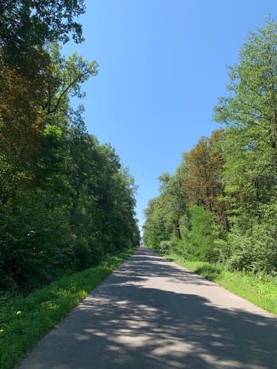 A straight asphalt road runs through a dense forest with lush green trees lining both sides. The sky is clear and blue. Shadows from the trees are cast across the road, indicating a sunny day. The image appears to be taken from the perspective of someone standing in the middle of the road, looking forward. There are no people or vehicles visible in the image. The environment is natural and peaceful, suggesting a rural or park-like setting. The location is identified as Fatovets, Ukraine.