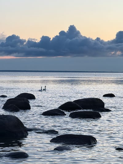 This image depicts a serene natural scene at dusk, likely in Haabneeme alevik, Estonia, given the context. The foreground is dominated by dark, wet rocks partially submerged in calm water, with gentle ripples reflecting the muted colors of the sky. In the middle ground, two white swans are gracefully swimming on the water's surface. The horizon line separates the water from a wide expanse of sky, which transitions from a pale yellow at the top to softer hues of pink and gray closer to the horizon. A line of dark, heavy clouds stretches across the sky, partially obscuring a distant, faint industrial structure. The overall atmosphere is tranquil and contemplative.
