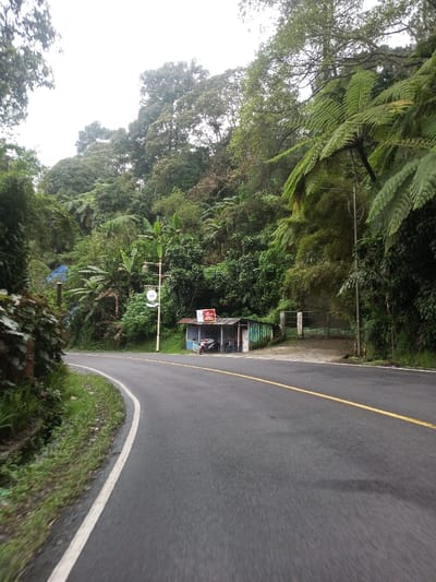 An asphalt road, marked with a solid white line on its left edge and a solid yellow center line, curves to the left through a densely forested landscape in Deothang, Bhutan. The environment features lush green vegetation, including tall trees, large ferns, and broad-leafed plants resembling banana trees, under an overcast sky. On the right side of the road, a small, single-story shack with a corrugated metal roof stands, displaying a red sign above its counter area. A dark-colored motorcycle is parked directly in front of this shack. Adjacent to the shack on its right is a green metal gate, opening into a treed area. A light pole or signpost, featuring a circular white sign, is positioned behind the shack near the road's curve. No individuals, overt actions, or interactions are visible within the scene.
