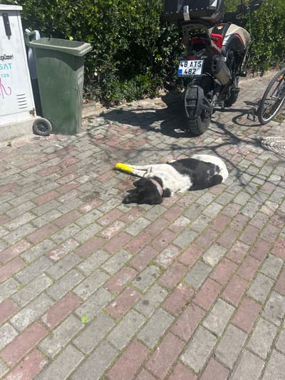 The image shows a black and white dog lying on a brick pathway in İzmir, Türkiye. The dog is resting on its side with its head turned to the left. It has a yellow bandage on its front leg. The dog is lying in the shade of a motorcycle parked to the right. The motorcycle has a license plate that reads "48 ATS 482." There is a green trash can to the left of the dog. The background of the image is a brick wall with a metal box on the left and green bushes on the right. The brick pathway is made of alternating gray and red bricks and has some grass growing between the cracks. The image was taken near the coordinates 38.46, 27.091.