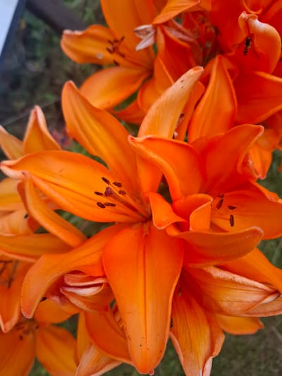 The media file is a close-up, high-angle shot of several vibrant orange lily flowers. The focus is on the intricate details of the petals, stamens, and pistils. Several small insects, possibly flies or bees, are visible on the petals and within the flowers, suggesting the flowers are open and attracting pollinators. The background is softly blurred, showing hints of green foliage and a dark, possibly wooden, object, indicating an outdoor setting, likely a garden. The lighting appears to be natural daylight, illuminating the rich orange hues of the lilies. There is no visible text in the image. The overall impression is one of nature's beauty and the active life within it.