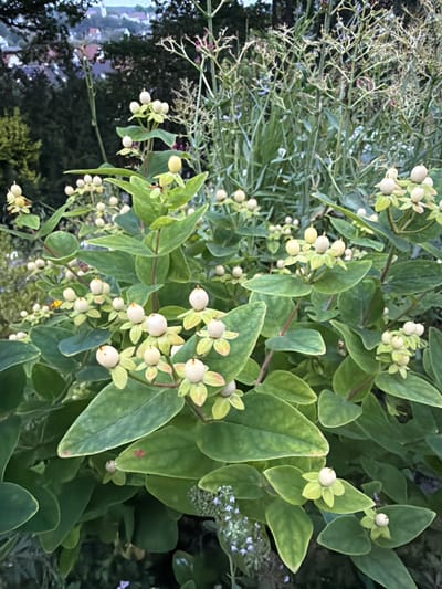 This image depicts a close-up view of flowering plants, specifically *Hypericum androsaemum* (Common St. John's Wort), in the city of Creußen, Germany. The foreground is dominated by the plant's lush green foliage and its characteristic white berries, some of which are beginning to mature and show a pinkish hue. The berries are clustered in groups, supported by sepals that form star-like shapes. The leaves are ovate and ovate-lanceolate, with a smooth texture. In the background, out-of-focus elements include other vegetation, suggesting a garden or natural setting. The top portion of the image reveals a blurred distant view of houses with red roofs and trees, indicating the presence of a residential area or village on a gentle slope. The lighting suggests it is either early morning or late evening. There are no people or animals visible in the frame.
