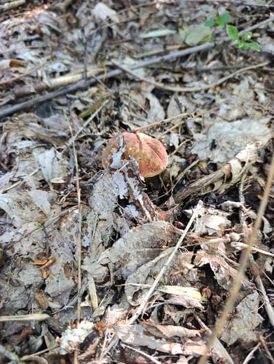 A single mushroom is visible in the center of the frame, nestled amongst dry leaves and twigs on the forest floor. The mushroom has a reddish-brown cap with white markings. The surrounding environment is characterized by fallen leaves, branches, and other organic debris, suggesting a natural, wooded area. There are no people or animals present. The lighting indicates it is daytime. The location is identified as Dimitrovskii, Russia.