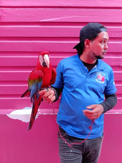 A man wearing a blue polo shirt, a black baseball cap, and dark jeans stands in front of a bright pink wooden wall in Puerto Plata, Dominican Republic. He holds a vibrant red and blue macaw on his left hand. The macaw has a white face with black markings and a large, curved beak. The man's right hand is near his waist, holding a red string that trails down. A small logo with text is visible on the man's shirt. The wooden wall behind them has horizontal planks and shows some wear and tear, with white paint chipping off in places near the bottom. The lighting suggests it is daytime.