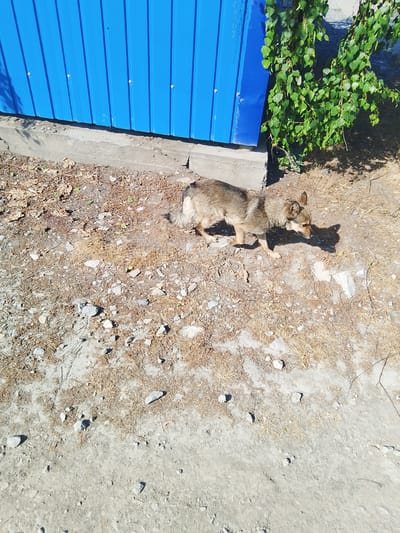 A medium-sized dog with tan and brown fur walks on a dirt and gravel path. The dog is facing to the right, with its head lowered. Behind the dog is a blue corrugated metal fence, and to the right of the fence is a green leafy bush. The ground is covered with dry grass, dirt, and small stones. The scene is lit by bright sunlight, casting a shadow from the dog onto the ground. The location is Iskitim, Russia.