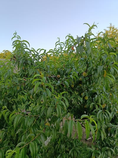 The image shows a dense peach tree with many small, unripe peaches and lush green leaves. The tree is situated outdoors, likely in a garden or orchard, with a light blue sky visible above the foliage. In the background, hints of other trees and a grey, corrugated structure can be seen. The scene appears to be in Novoselytsia, Ukraine, suggesting a rural or semi-rural environment during daylight hours. There are no people visible in the image, and the focus is entirely on the natural elements of the peach tree and its surroundings.